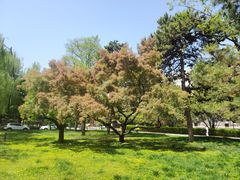 -中央民族大学