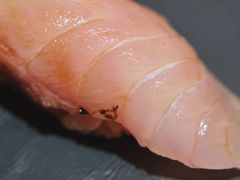 -橼舍鮨青木