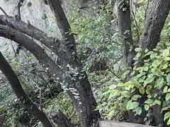 -大岭沟猕猴桃谷风景区