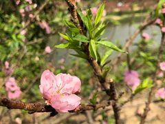 -南国桃园旅游度假区