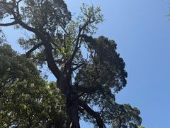 -青岛崂山太清宫