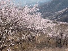 -北京凤凰岭
