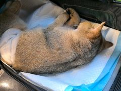 -爱侣·安琦尔宠物医院·中兽医针灸·心内科·狂犬免疫点(宝山区院)