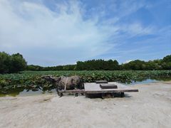 -紫薇公园