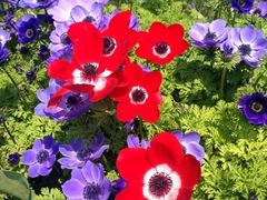 iphone_upload_pic-上海鲜花港