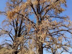 -千年银杏谷文化旅游区