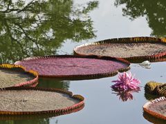-国家植物园南园