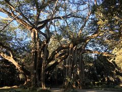 -瑞丽独树成林风景区