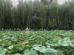 -团结湖公园