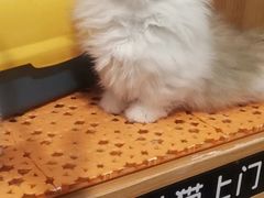 -欣宠猫屋·矮脚拿破仑·蓝金金渐层