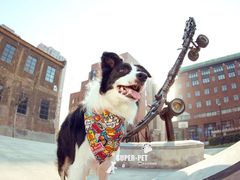 -超宠爱宠物摄影-Super pet
