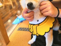 -豆柴町-柴犬主题狗咖(红鼎国际C座店)