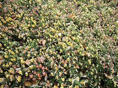 -杨高南路(地铁站)