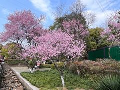 -八卦田遗址公园