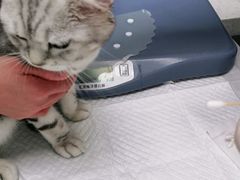 -纳吉亚猫专科动物诊疗中心(蒋宅口分院)