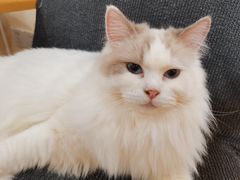 -滚猫咖啡·猫咖·猫友好撸猫(未来城店)