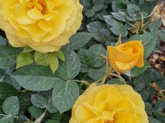 -人民公园(罗湖区)