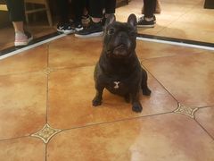 -more than meow吴止猫主题餐厅(承德 中船汇店)