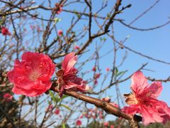 -南国桃园旅游度假区