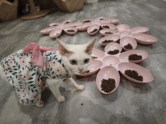 -楼上猫咖(罗湖店)