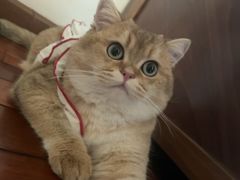 -lincat·猫舍(广州店)
