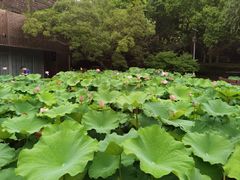 -陈家山荷花公园