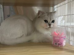 -芭比堂动物医院·24小时·眼科中心(深圳中心)