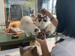 -喵喵咪呀布偶猫咖(春熙路店)