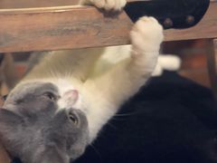 -more than meow吴止猫主题餐厅(承德 中船汇店)