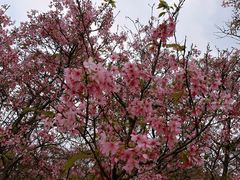 -天适樱花悠乐园