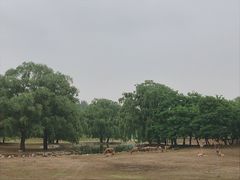 -北京麋鹿生态实验中心