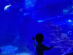 -江和美海洋公园