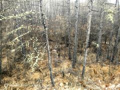 -莫尔道嘎国家森林公园