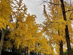 -四川大学(望江校区)