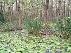 -合肥滨湖国家森林公园