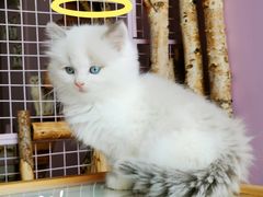 -70cat德文卷毛猫·缅因猫纯种猫舍