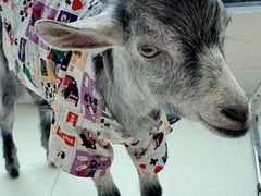 -怪兽屋·羊驼·猫咖·狗咖(俊华广场店)