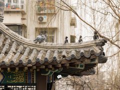 -桃花堤公园
