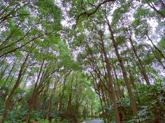 -上海滨江森林公园