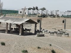 -新疆天山野生动物园