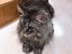-猫和宫(六道口店)