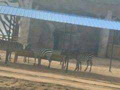 -鄂尔多斯野生动物园