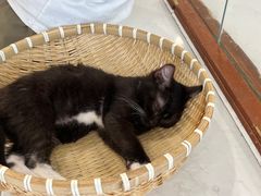 -共舞时光猫咖·狗咖(新街口店)
