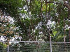 -华侨城湿地公园