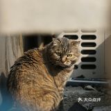 有鸽子从楼顶飞过还站起来跃跃欲试