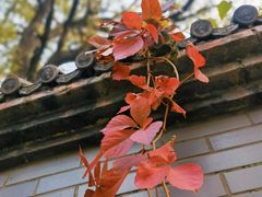 -北京西山国家森林公园