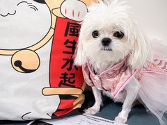 -美联众合动物医院·24h京西诊疗中心