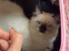 -安安宠医宠物医院·异宠·犬猫内科(岳阳分院)