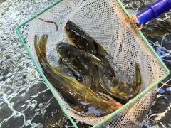 -丁哥·庐味鲜 土菜·20年老字号(世纪阳光花园店)