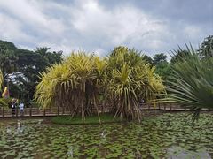 -中国科学院西双版纳热带植物园